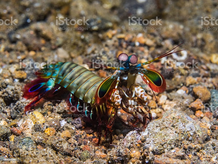 Mantis Shrimp Stock HD wallpaper