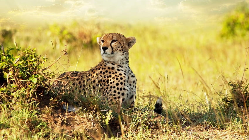 South African Cheetah Pics, south african animals HD wallpaper