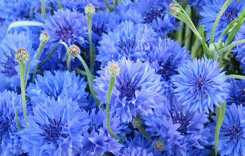 flowers, blue, cornflowers, bluet, cornflower, centaurea , section цветы HD wallpaper