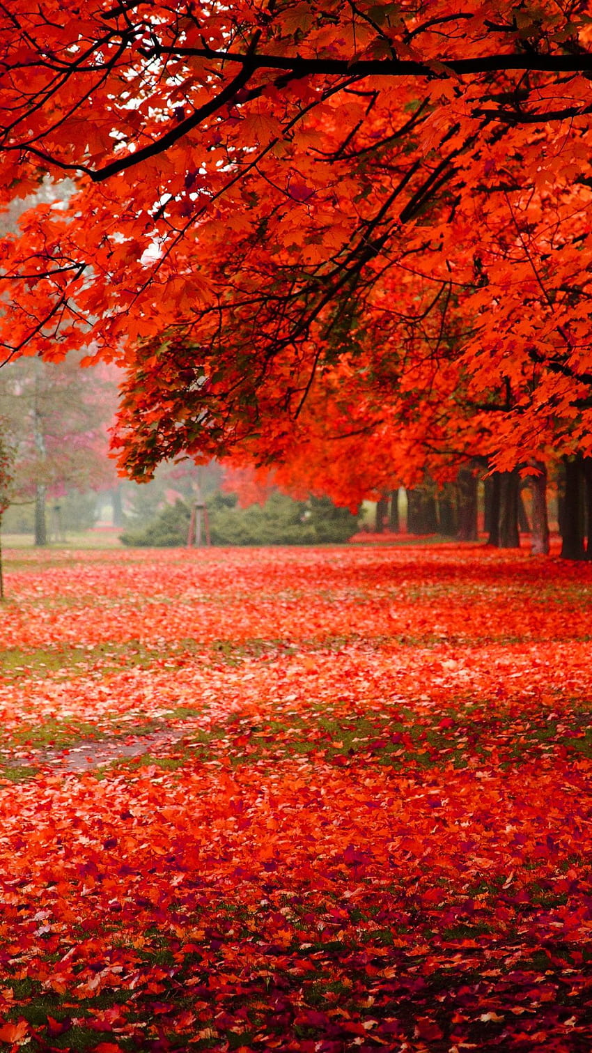 decídua, folha de bordo, vermelho, árvore, outono, outono diurno Papel de parede de celular HD