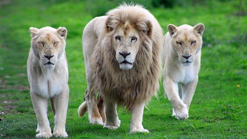 Lion Family : : High Definition, discovery channel animals HD wallpaper |  Pxfuel