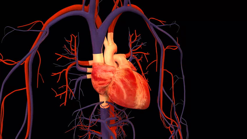 Heart 3d animation HD wallpapers | Pxfuel