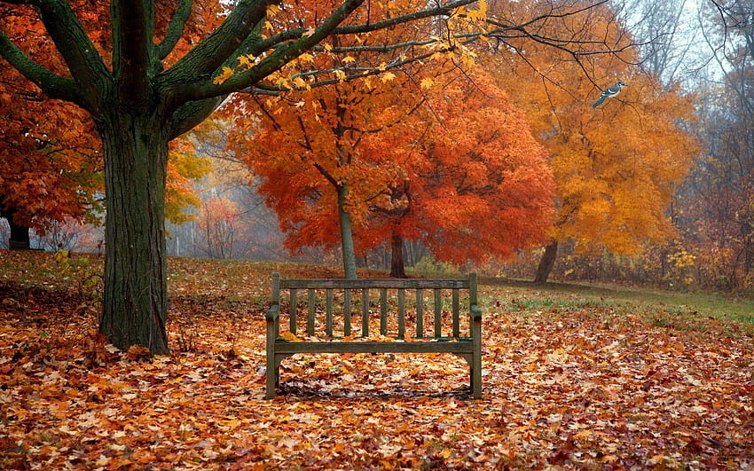 Bird bench leaves autumn nature, bird and autumn HD wallpaper | Pxfuel