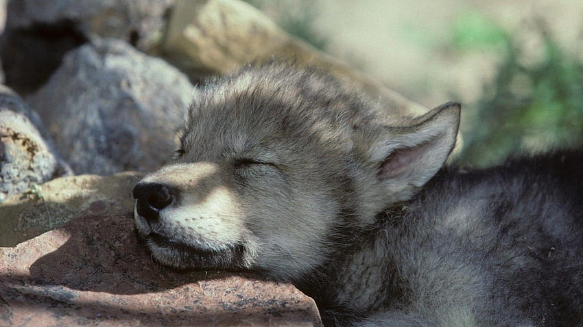 Wolf puppies HD wallpaper | Pxfuel