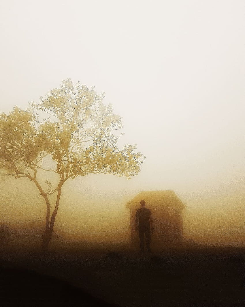 : of Man Near Tree, back view, environment, fog, foggy gloomy day HD phone wallpaper
