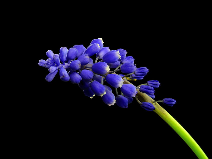 Sbocciare, sbocciare, fiore, giacinto, muscari, natura, pianta, viola, fiori di giacinti viola Sfondo HD