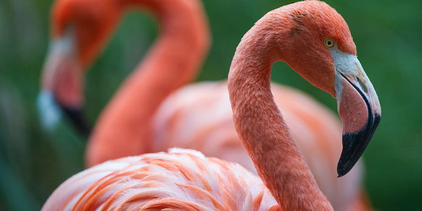14 lustige Fakten über Flamingos, Osterflamingos HD-Hintergrundbild