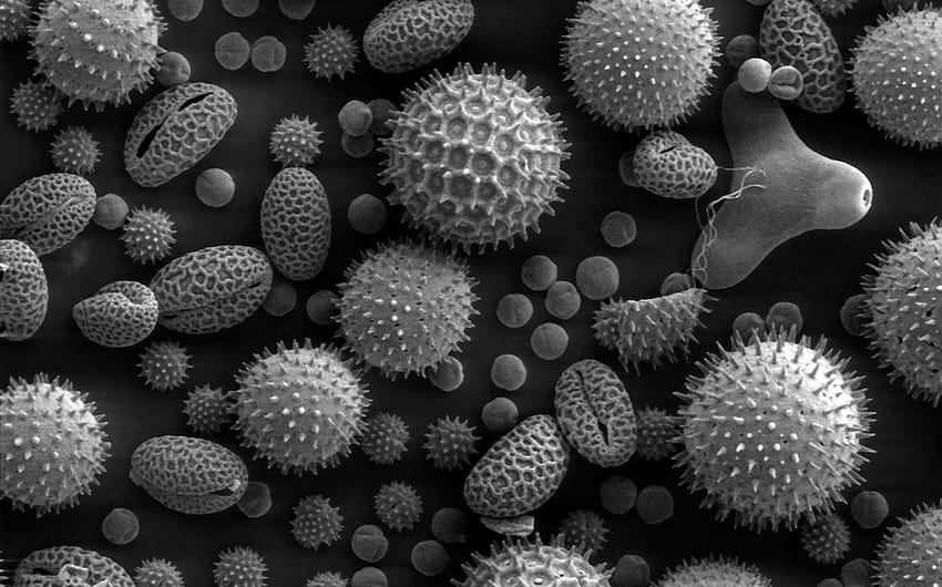 Viruses, micro organisms computer HD wallpaper