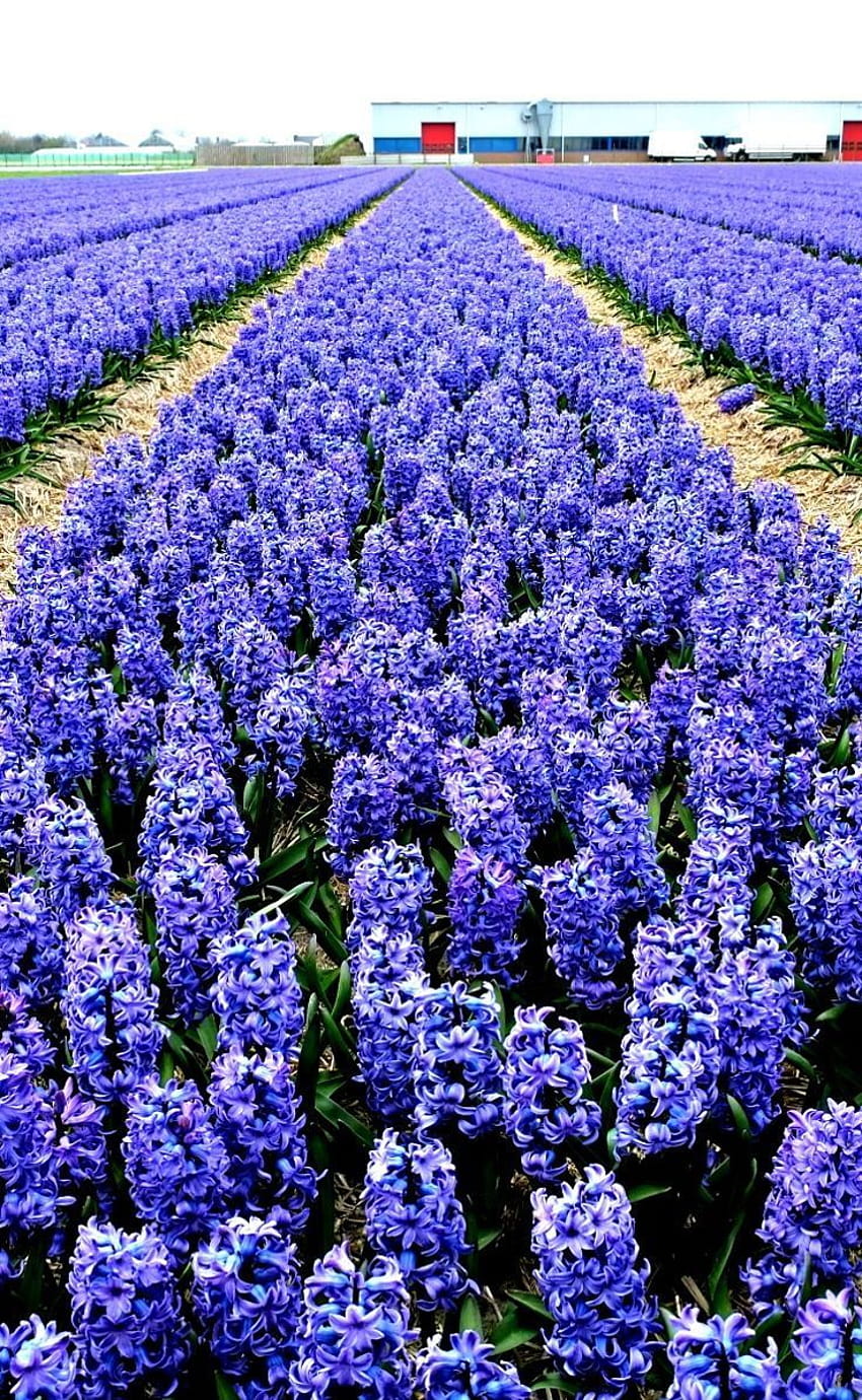 Keukenhof Gardens in Lisse, the Netherlands seen from the ground, blue hyacinth field spring HD phone wallpaper