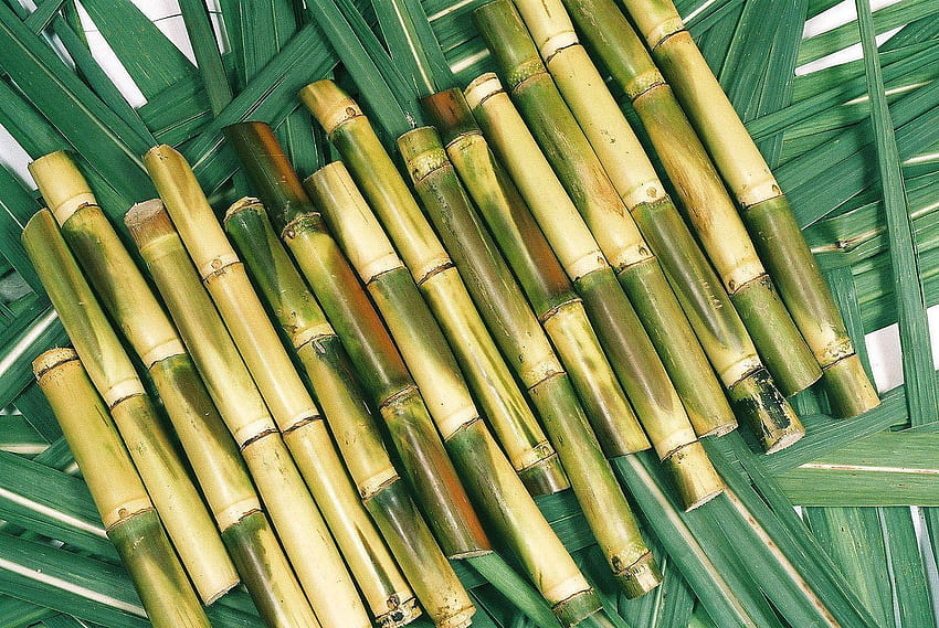 Sugarcane [1529x1024] for your , Mobile & Tablet HD wallpaper