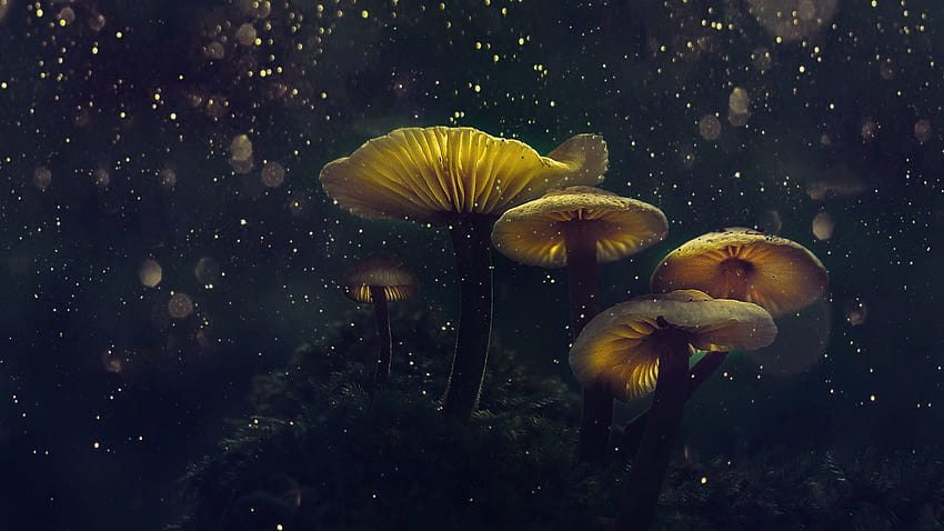 mushroom, yellow glow, flower top, glitter, , background, 0f022f HD wallpaper
