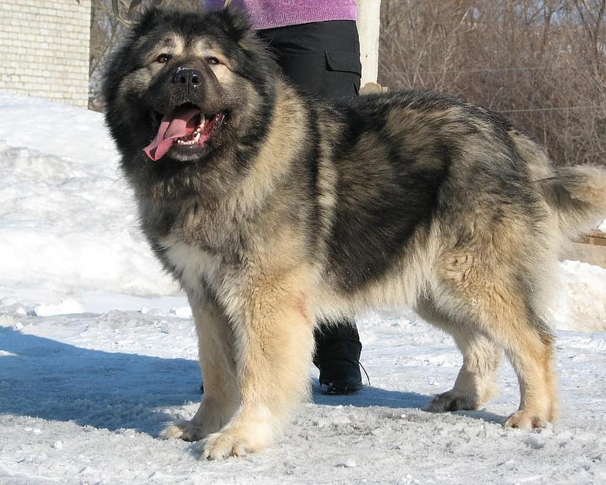 Caucasian Shepherd Dog New for Android HD wallpaper