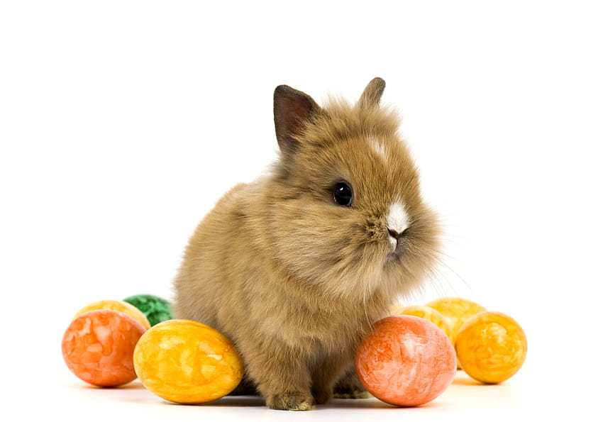 Baby Easter Bunny, uova di Pasqua e coniglietti Sfondo HD