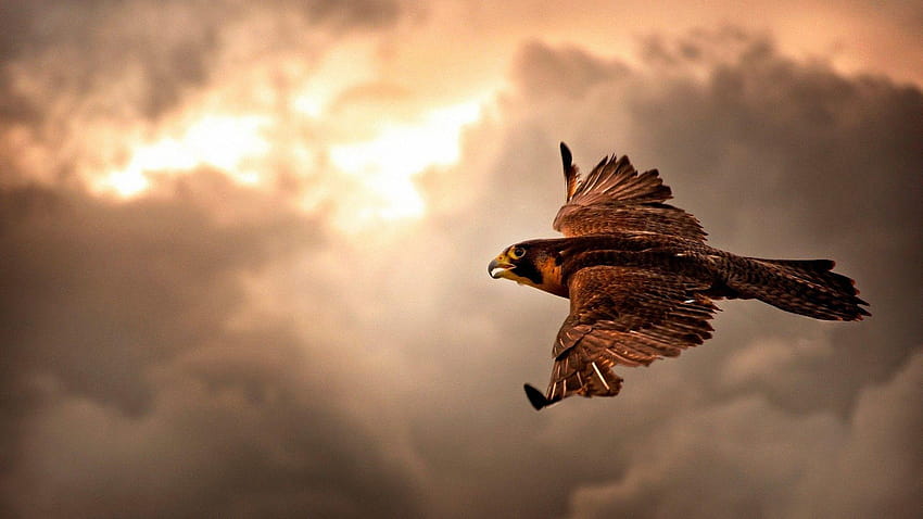 nuvens falcão voando, águia voadora papel de parede HD