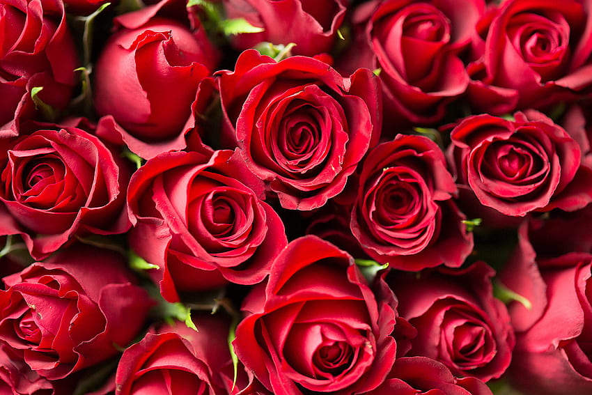 Valentine's Day Red Roses Close Up Stock, hari kasih sayang merah Wallpaper HD