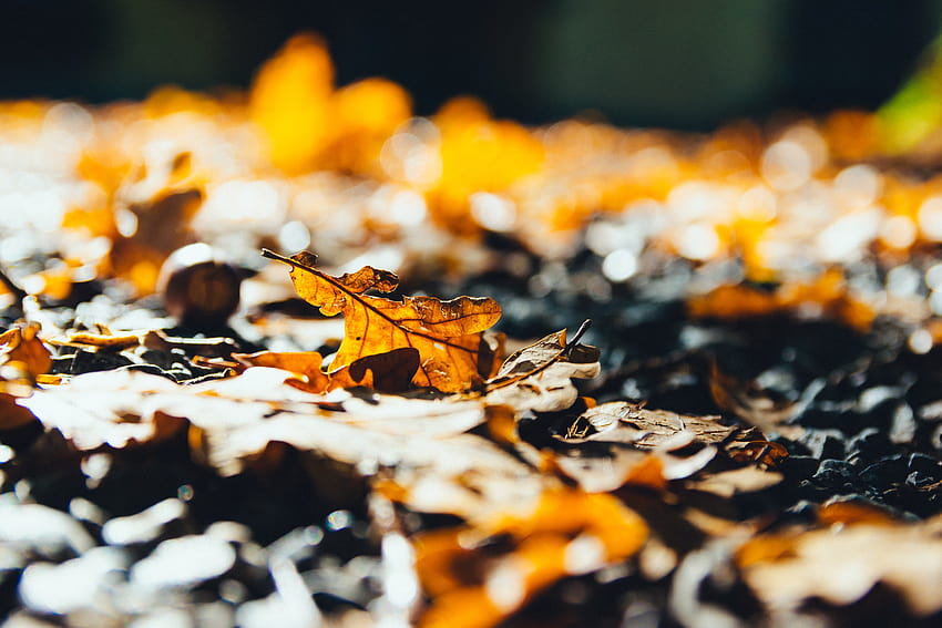 : blur, blurred, colors, decaying, fall leaves, focus, ground, nature, outdoors, yellow, leaf, autumn, deciduous, macro graphy, computer 6000x4000, autumn leaves blurry HD wallpaper