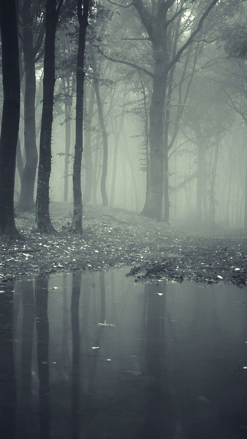 Horror Misty Dark Forest Android, horror for android HD phone wallpaper
