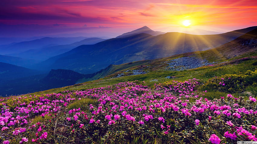 พระอาทิตย์ขึ้นและดอกไม้ฤดูใบไม้ผลิ ฤดูใบไม้ผลิพระอาทิตย์ขึ้น วอลล์เปเปอร์ HD