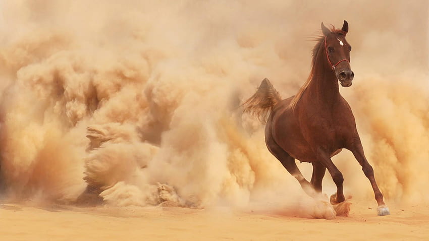 horse, Sand, Animals / and Mobile Backgrounds, mare animal HD wallpaper