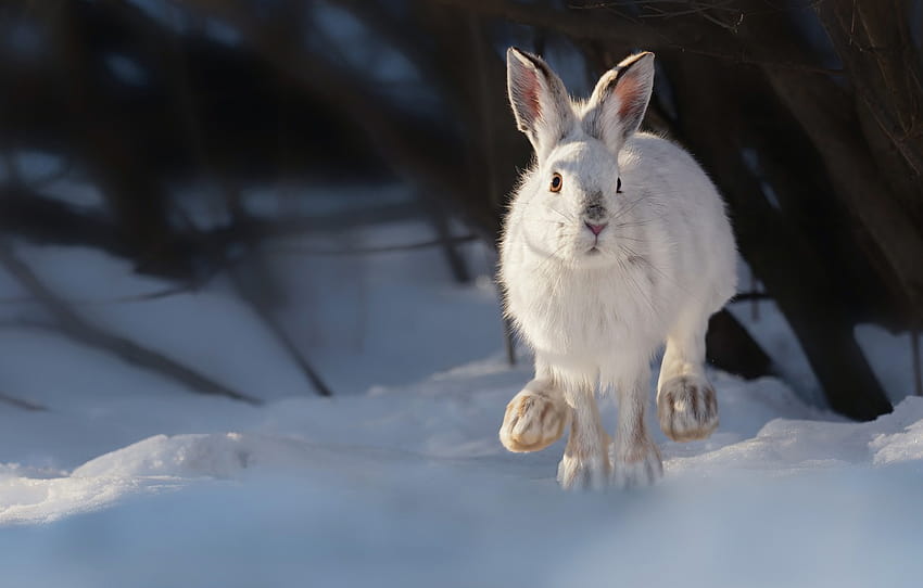 зима, сняг, заек, Владимир Морозов, Заек със снегоходка, раздел животные, арктически заек HD тапет