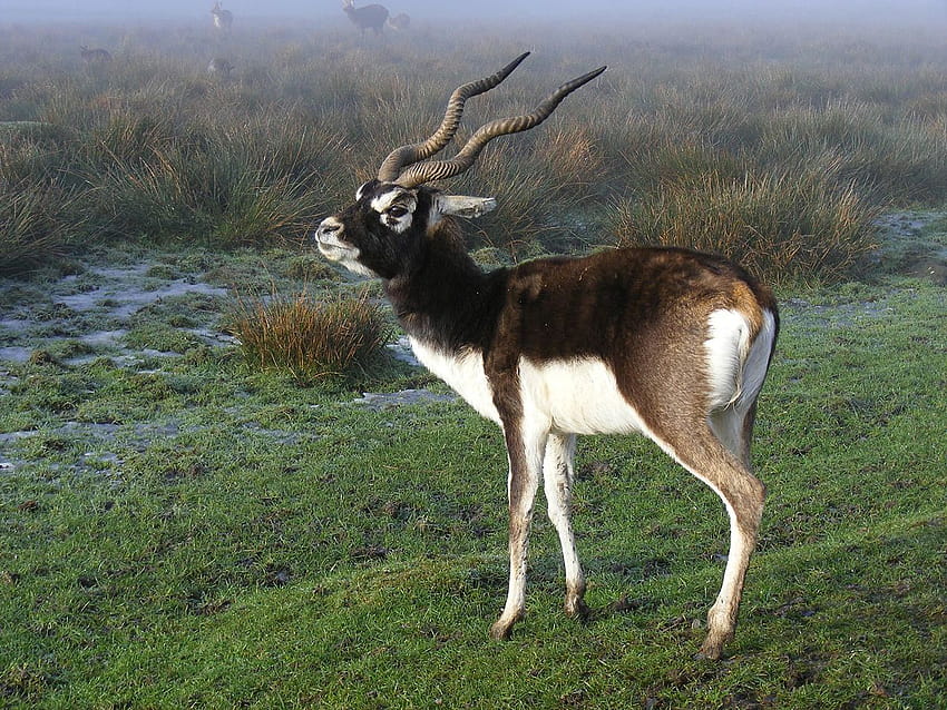 Black Buck Antelopes Blackbuck Hd Wallpaper Pxfuel