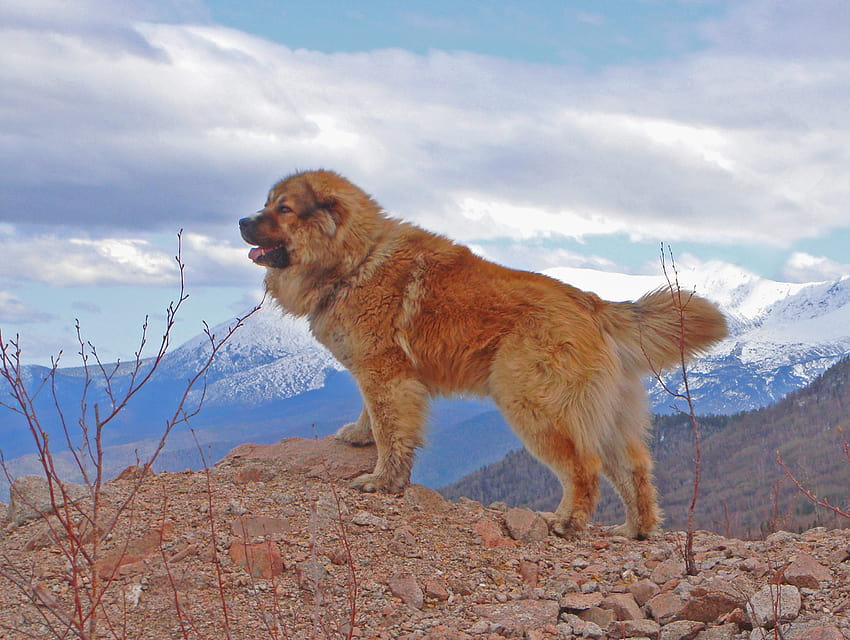 Kaukasischer Schäferhund in den Hügeln und HD-Hintergrundbild