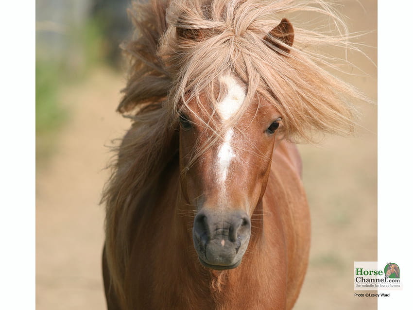 Miniature Horse HD wallpaper | Pxfuel