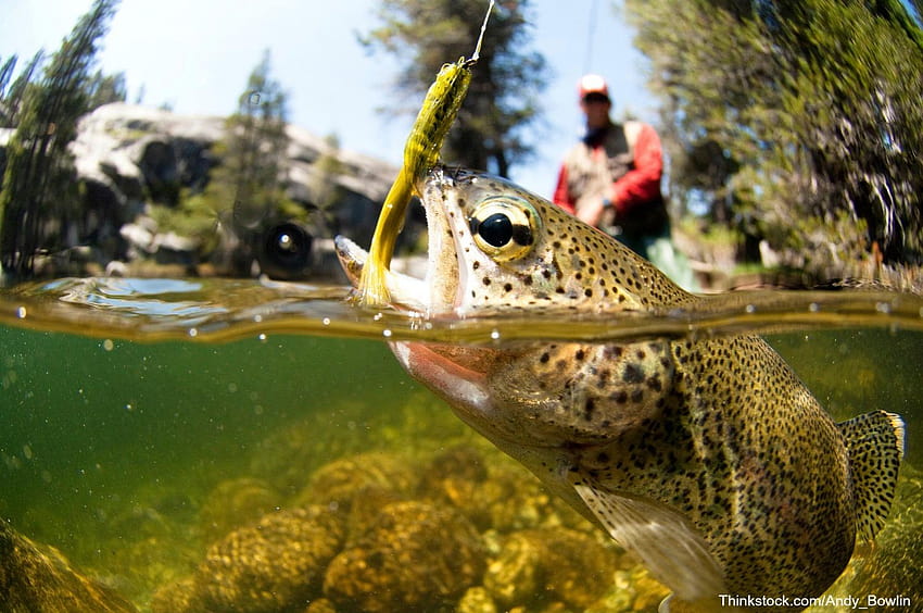 trout fishing HD wallpaper