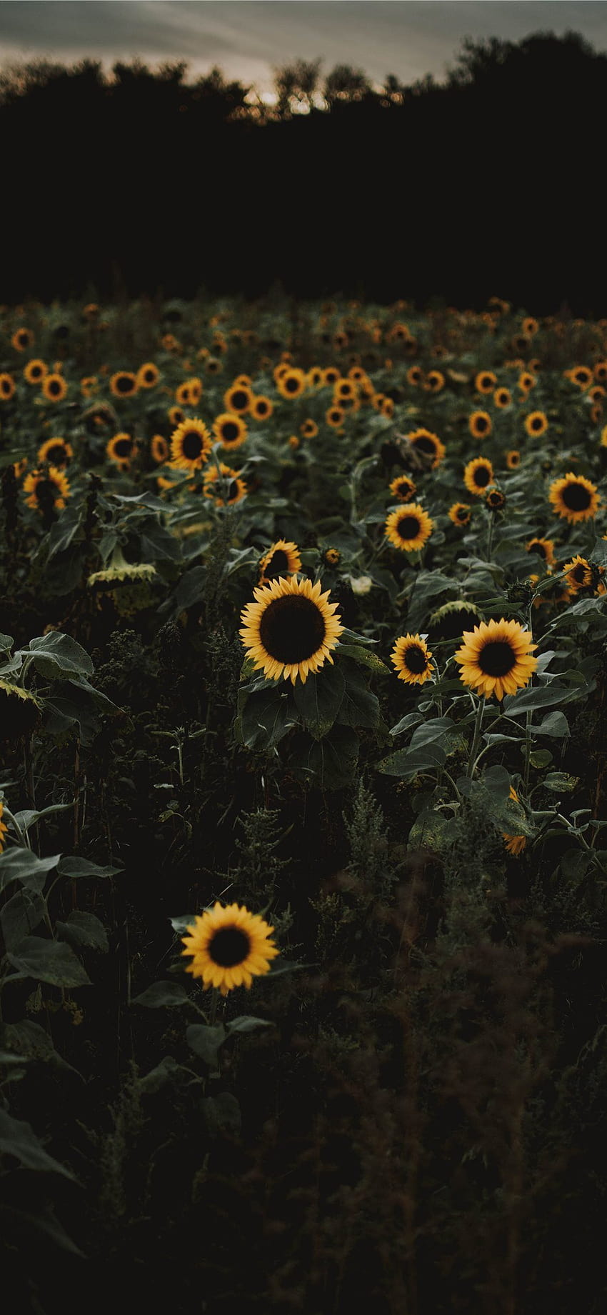 Best yellow iPhone 11, clouds sunflower aesthetic HD phone wallpaper