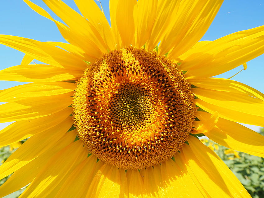beautiful, bloom, blossom, bright, close, colorful, flower, flower, helianthus annuus HD wallpaper