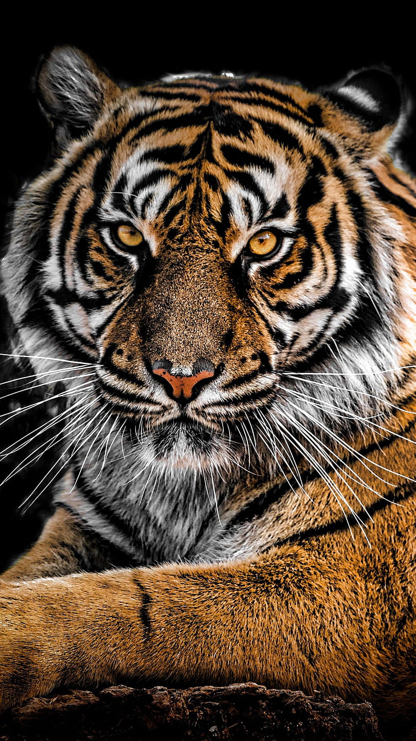 Retrato de tigre, tigre iphone fondo de pantalla del teléfono
