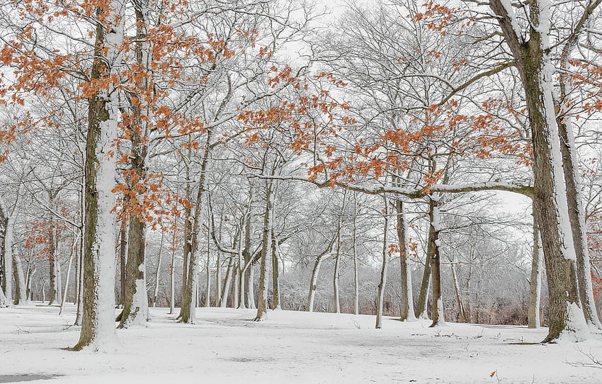 겨울, 숲, 이파리, 눈, 나무, 가지, 공원, 트렁크, 잎, 눈, 가을, 눈이 내리는 , 섹션 пейзажи, 겨울 버지니아 HD 월페이퍼