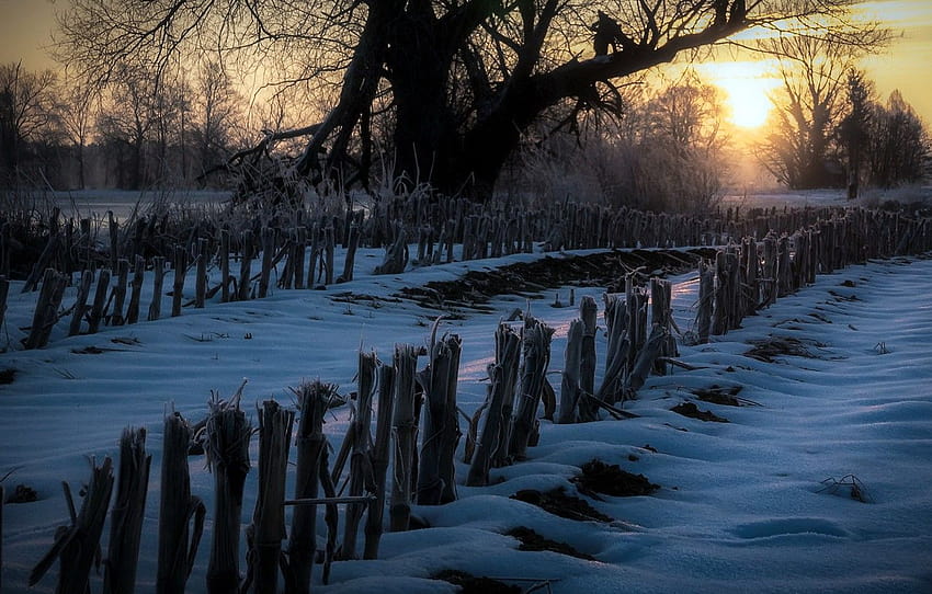 Winter, Licht, Garten , Abschnitt природа, deprimierender Winter HD-Hintergrundbild