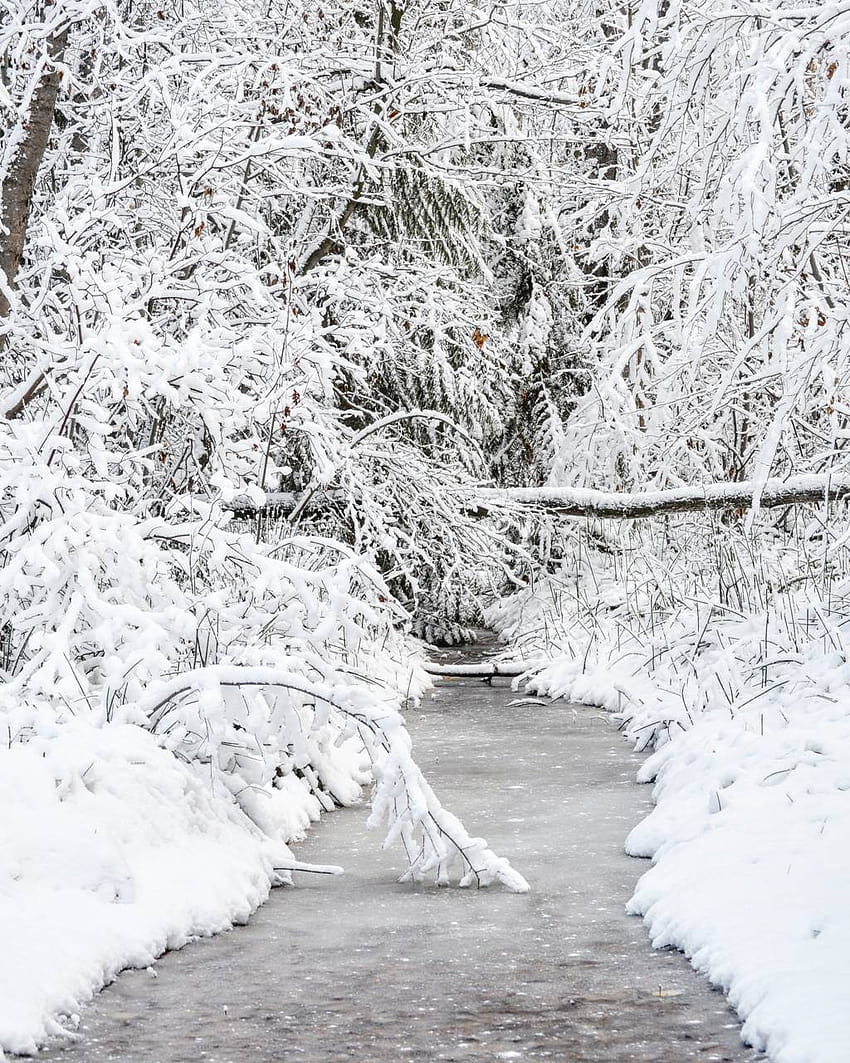 Winterscape de Stephanied02, paisajes invernales fondo de pantalla del teléfono