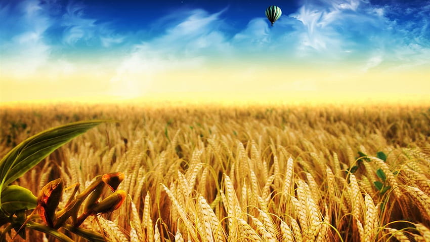 Golden Wheat Field , Backgrounds, fields of wheat HD wallpaper