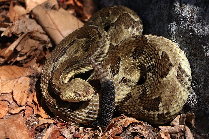 The buzz about timber rattlesnakes HD wallpaper | Pxfuel