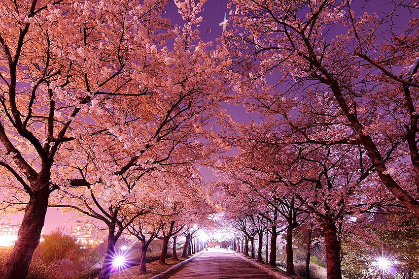 Korea Spring, musim semi korea selatan Wallpaper HD