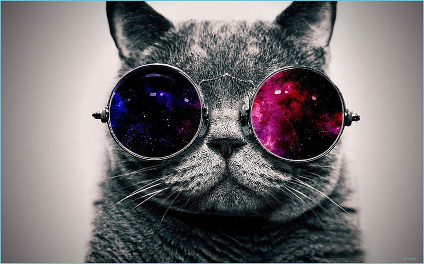 Lunettes Cat Galaxy, chat trippy Fond d'écran HD