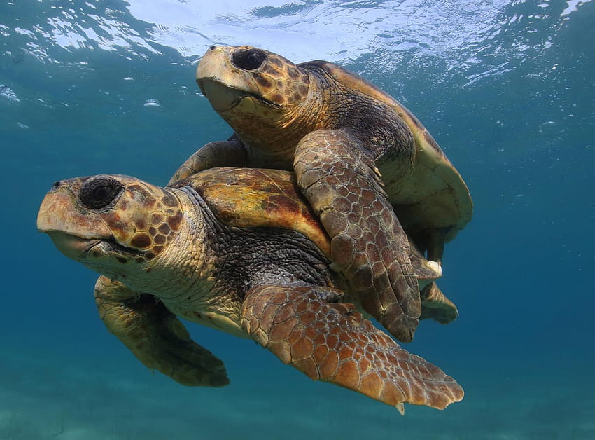 Efforts to save sea turtles are a 'global conservation success story, save the turtles HD wallpaper