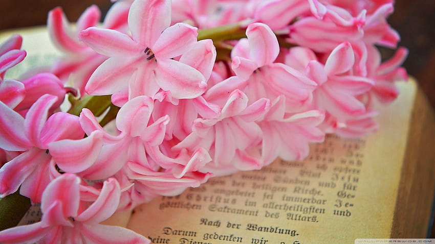 Flor de jacinto rosa fresca ❤ para Ultra papel de parede HD