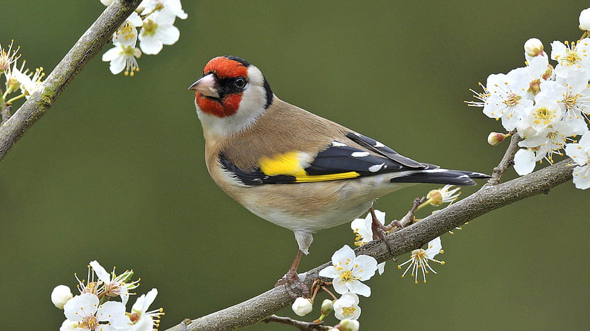 Goldfinch, european spring HD wallpaper