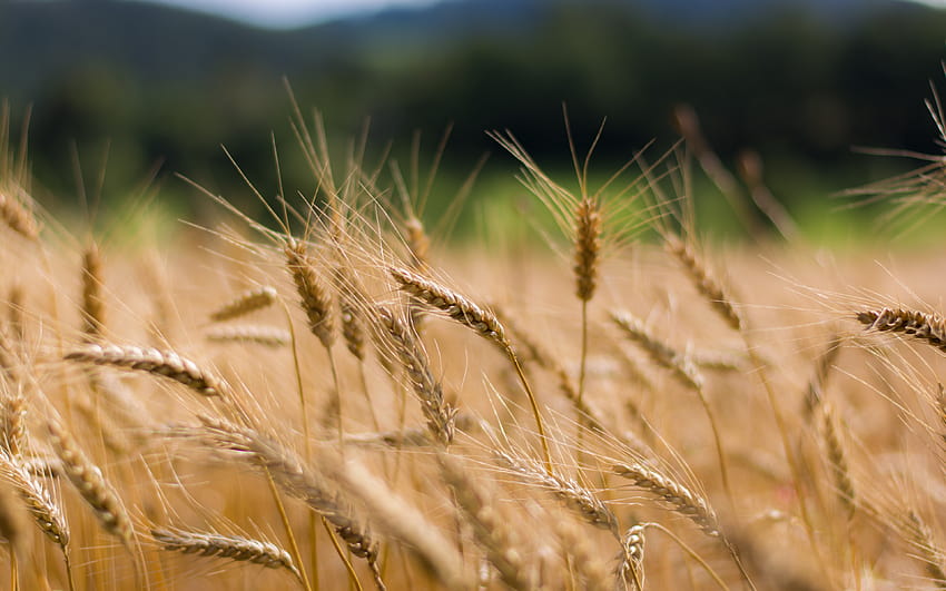 Dry Wheat Plants, Wheat Field, , Background, Dccv0k HD wallpaper