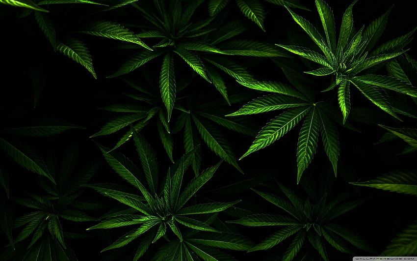 Page 72, weeds HD wallpapers