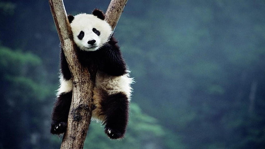 Baby Panda for Android, new born panda HD wallpaper