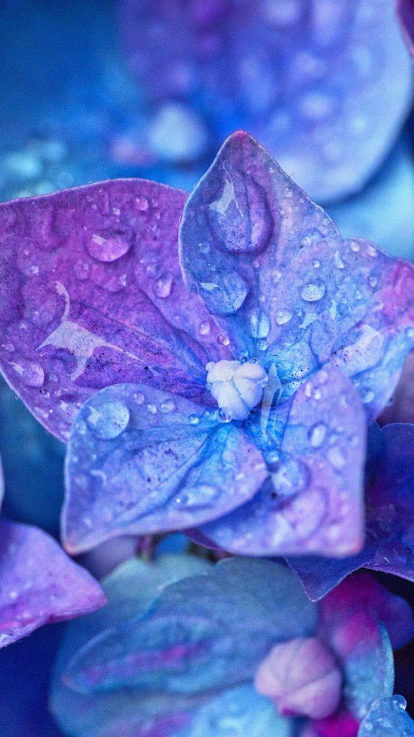 Blau, Nahaufnahme, Hortensie, Blumen, Wassertropfen, 720 x 1280, Telefonblume und Wasser HD-Handy-Hintergrundbild