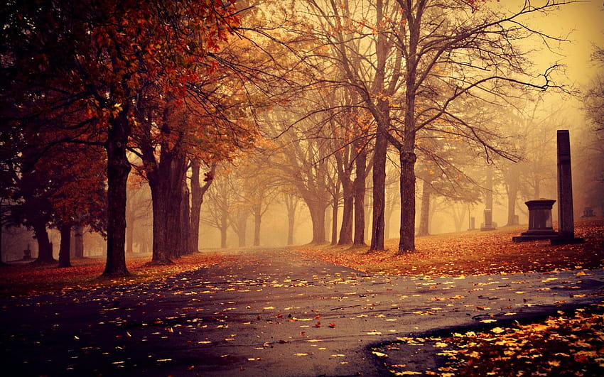Mist, Trees, Fall, Nature, Fresh, Lovely Place, Display, lovely autumn pathway HD wallpaper