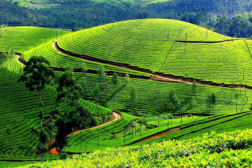 Turystyka, natura Kerala Tapeta HD