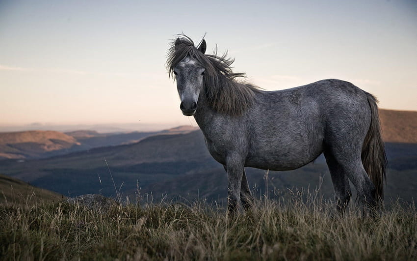 2880x1800 Gray Horse, Majestic, Mountains, Clear Sky for MacBook Pro 15 인치 HD 월페이퍼