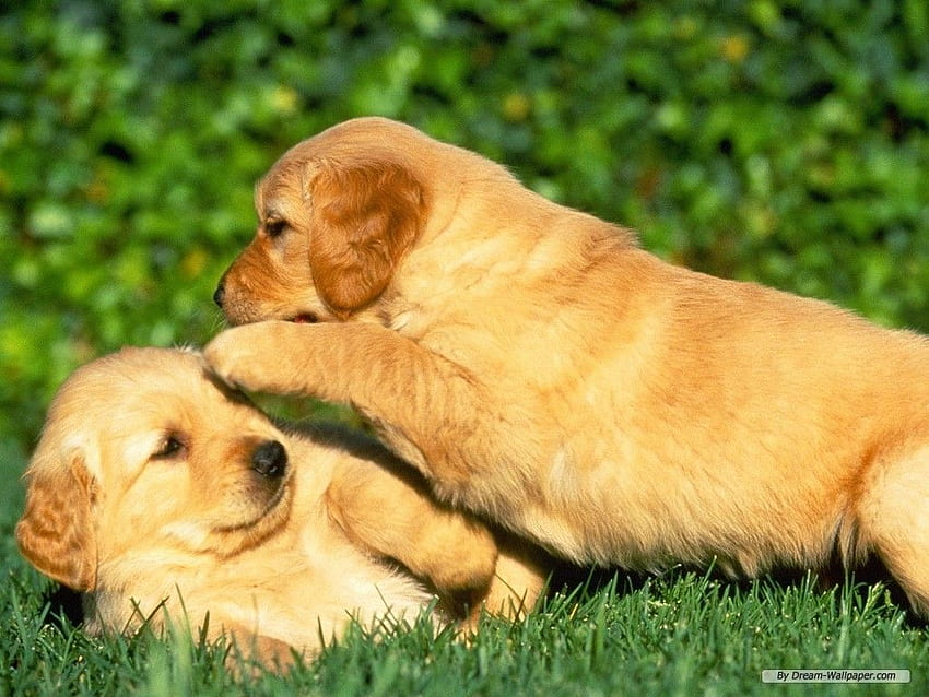 Puppy Dogs 7013375 [1024x768] for your , Mobile & Tablet, dream dog HD wallpaper