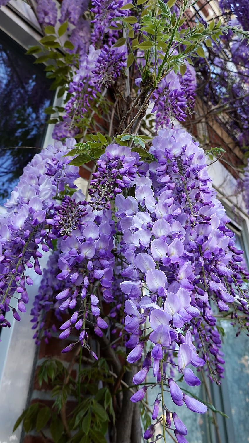 : wisteria, purple, flowering, flora, plant, flowering, wisteria flowers HD phone wallpaper